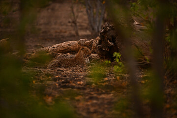 Male leopard lies framed by leafy trees