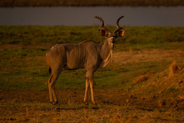 Male greater kudu stands near shallow river