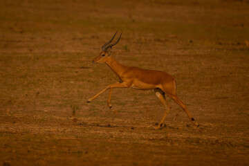 Male impala galloping across plain in sunshine
