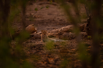 Male leopard lies beside log eyeing camera