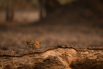 Male leopard lies behind log in woods