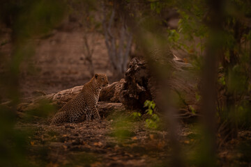 Male leopard sits framed by leafy trees