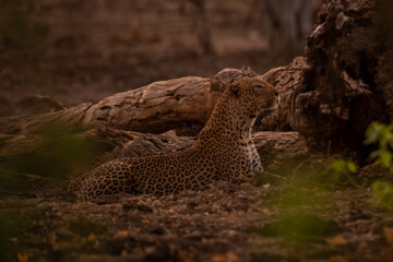 Male leopard lies by log stretching neck