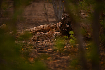 Male leopard lies in woods watching camera