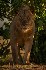 Male lion in bushes stands eyeing camera