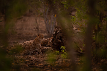 Male leopard sits beside log in trees