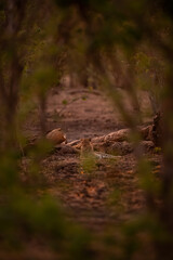 Male leopard lies by log eyeing camera