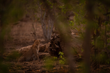 Male leopard sits beside log watching camera