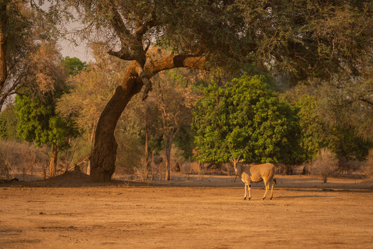 Male common eland stands turning toward camera