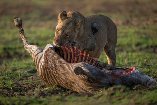 Lioness stands pawing zebra carcase on grass