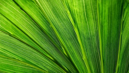Fototapeta premium Vibrant Green Leaf Macro Close Up Natural Background