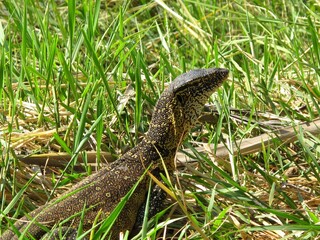 Monitor lizard resting in tall grass in the Kunene region of Namibia.