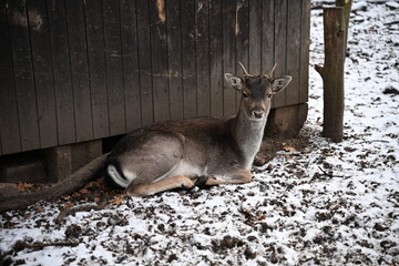 High-resolution image of deer in their natural/semi-natural habitat during winter. The white snow and muted tones create a serene and cold atmosphere, ideal for themes of ecology and nature conservati