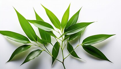 Fototapeta premium Fresh Green Bamboo Branch With Leaves Isolated On A White Background