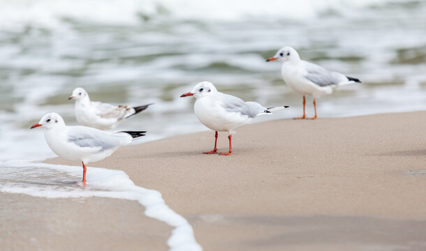Seagull in the natural environment on the Baltic Sea.