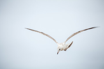 Seagull in the natural environment on the Baltic Sea.