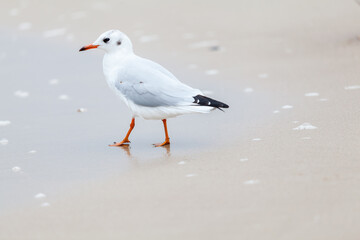Seagull in the natural environment on the Baltic Sea.