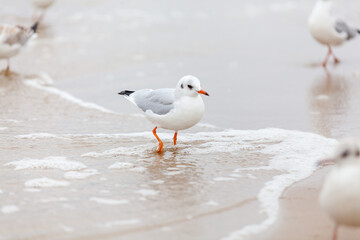 Seagull in the natural environment on the Baltic Sea.