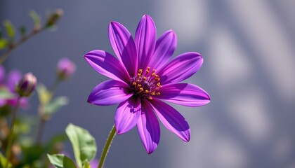 Obraz premium A vibrant purple flower blooming in what appears to be a potted plant, with an outdoor setting suggested by the light filtering through.