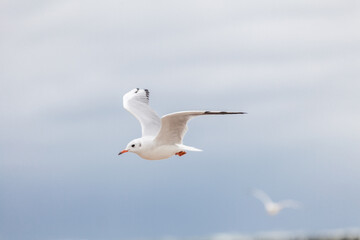 Seagull in the natural environment on the Baltic Sea.