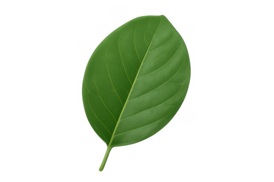 Green leaf illustrating nature and plant biology, representing growth, freshness, and organic concepts with transparent background - Powered by Adobe