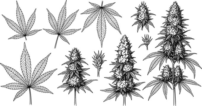 Vector Engraving Style Set of Detailed Cannabis Marijuana Leaves and Flowering Plants, Ideal for Representing CBD, Herbal Medicine, Organic Hemp, and Botanical Tattoo Designs