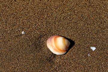 A sea shell (Glycymeris sp) on sands at a beach in the Eastern Mediterranean region, as a holiday concept