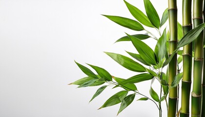 Bamboo Plants With Lush Leaves Cut Out