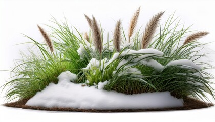 A Snowy Patch Of Ground Adorned With Tufts Of Grass Peeking Through Creating A Serene Winter Scene Isolated On White Background
