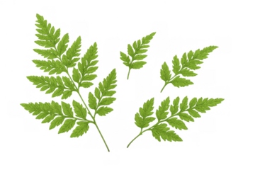 Green fern fronds creating a delicate botanical pattern, tropical forest leaf elements with transparent background