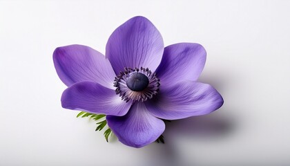 Purple Single Flower On White Background Broad Leaved Anemone Anemone Hortensis