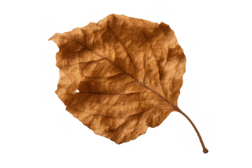 Dry brown autumn nature leaf representing fall season and decay, isolated foliage element with transparent background