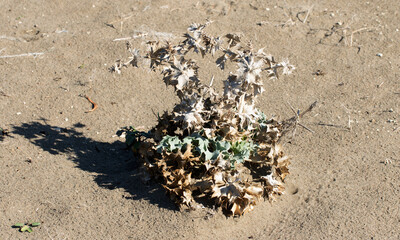 The silvery-blue, thistle-like Eryngium maritimum, or Sea Holly, is a striking, deeply tap-rooted, salt-tolerant perennial that thrives on coastal sand dunes