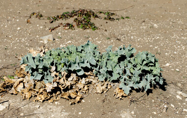 The silvery-blue, thistle-like Eryngium maritimum, or Sea Holly, is a striking, deeply tap-rooted, salt-tolerant perennial that thrives on coastal sand dunes