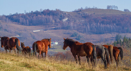 Horses on the Transapusena in Romania