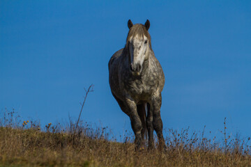Horses on the Transapusena in Romania