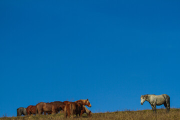 Horses on the Transapusena in Romania