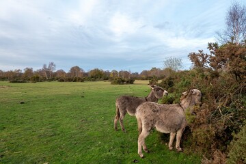 Fototapeta premium free roaming donkeys eating gorse n the New Forest National Park Hampshire England