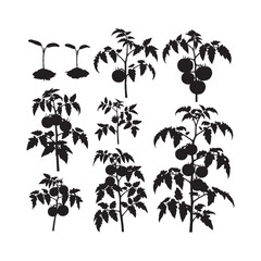 Tomato Plant Silhouette Vector Set