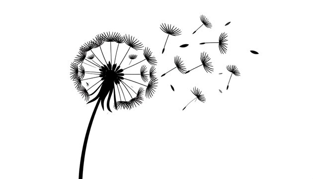 Dandelion in monochrome, seeds drifting away in the wind, against white background
