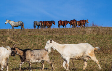On the Transapusena, Romania