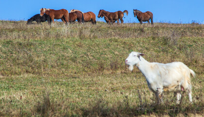 On the Transapusena, Romania
