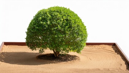Sandbox Tree Isolated On A Transparent Background