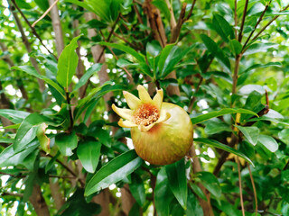 pomegranate tree with small fruit