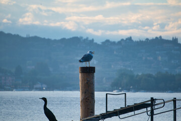 seagull at lake garda