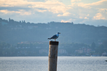 seagull at lake garda