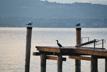 seagull and other birds at lake garda