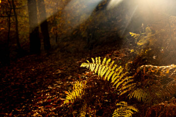 Ruta de los castaños en Casas del Castañar (Extremadura)