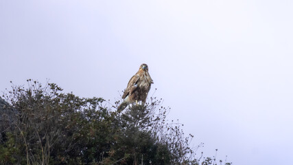 Long-Legged Buzzard (Buteo rufinus) Proudly Perched on Hilltop