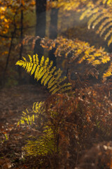 Ruta de los castaños en Casas del Castañar (Extremadura)